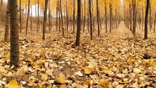 金色的落叶随风飘动，这是秋天最美丽的景色！

