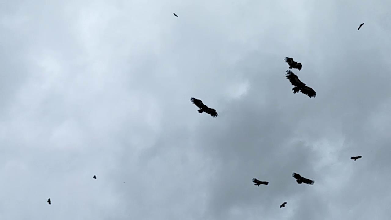 在去西藏的路上，我遇到了漫天飞舞的秃鹫。
