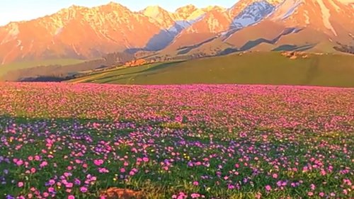 新疆美丽的风景，远处的山和附近的花
