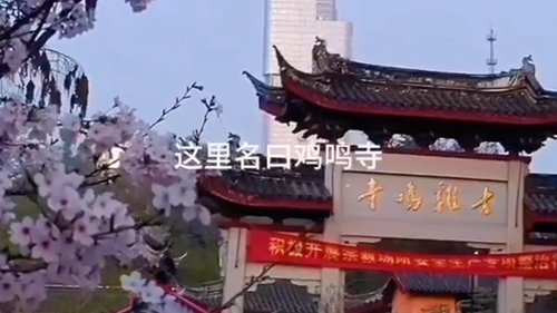 樱花季节的南京古鸡鸣寺

