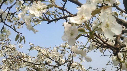  就像春天的大风，在夜里刮起来，吹开了万株梨树的花瓣