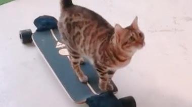 猫和宠物滑板
