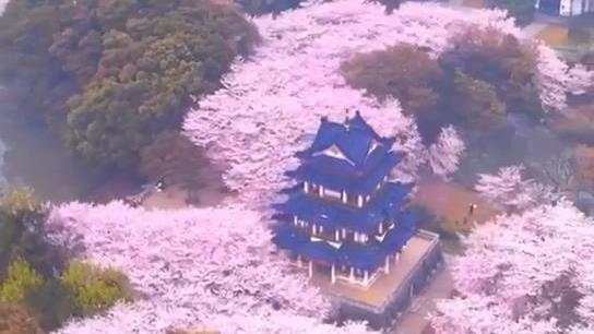 美丽樱桃树的航空照片

