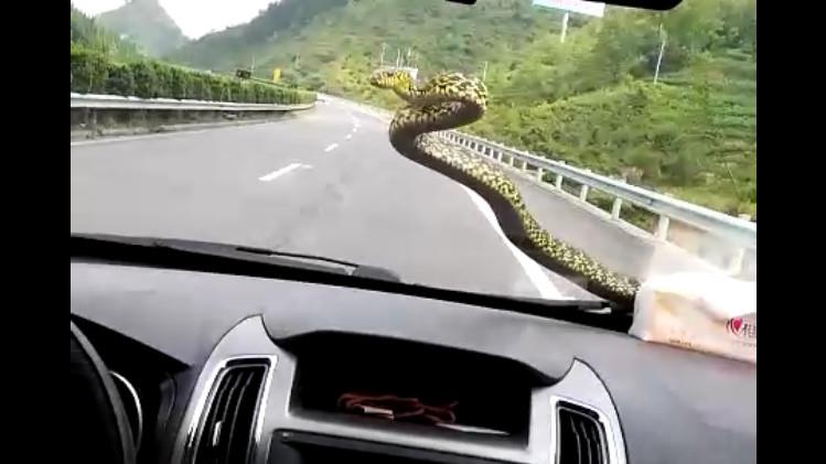 蛇也来蹭车。
