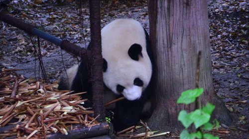 雨天向你展示成都大熊猫繁育基地的国宝！
