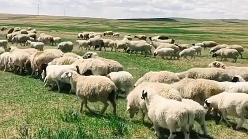 内蒙古草原的绵羊
