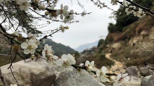 周末，我开车去天禄山脚下看怒放的梅花。
