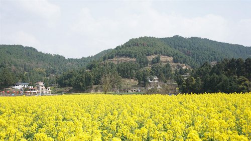  三原镇在徒步旅行中观赏油菜花，其中包括大量航拍照片。