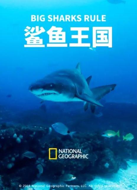 鲨鱼王国电影图片